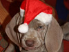 Angus - I can't wait till Christmas