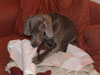 Asha - Oooops, you caught me!!