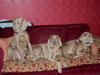 Asia, India and Maisie relaxing
