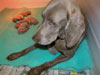 Asia's litter