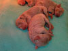 Asia's newborn puppies with their stripey coats