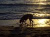 Beach walk