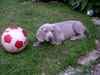 Binx the Football fan