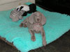 Bluebell - Yes I know I'm gorgeous!!