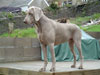 Bohdi on the lookout