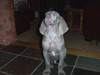 Cuddly Dudley 10 wks old