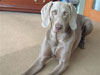 Darcy...so handsome!!