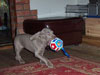 Dudley's new toy