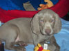 Dudley in his new home