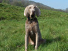 Dudley at 8 months