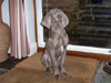 Dudley @ 17 weeks Where did he get those ears!!