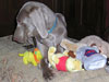 Isobel and toys
