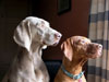 Isobel and Lily
