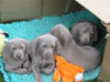 Isobel's babies