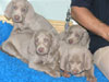 Isobel's litter