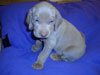 Isobel's litter