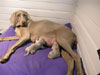 Isobel's litter