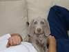 Isobel's puppy Zeus