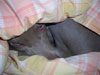 Jasper - Please do not disturb!