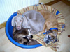 Josephine, Jasper and Benson the cat