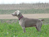 Jasper posing