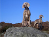 Proud Jasper & his sister Chloe