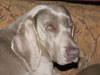Lizzie aged 13yrs