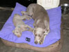 Lucy and baby Bailey