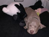 Mya - First day with her new Mum & Dad