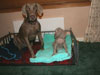 Nacho and puppy Bluebell