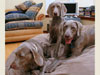 Elsa, Bluebell and Nacho