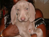 Newton 8 weeks old