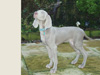 Newton posing