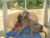 Newton relaxing with Mum Ibi