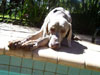 Oz the Lifeguard