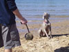 Oz on the beach in Oz