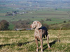 Phoebe on hols in Montgomery