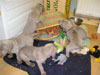 Puppy Playtime