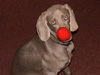 Asha - The Big Dog One