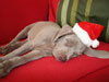 Santa in training!