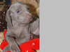 One of Isobel's second litter
