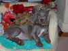 Skye - 1st day with her new family in her new bed