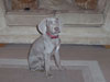 Skye - Ch & Ish Ch Enryb Christmas Party x Oakmoreton Sylvan Shadow