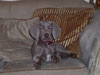 Skye making herself at home