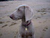 Spy checks out the beach