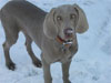 Flynn First Snow
