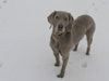 Maisie the snow dog