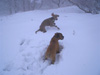 Jasper & Josephine enjoying the snow