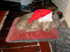 Spy Christmas puppy