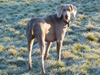 Toby - First frost

